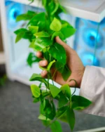 Artificial Hanging Plants NO.1 - Image 2