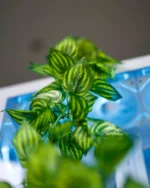 Leaf Branch - Image 4