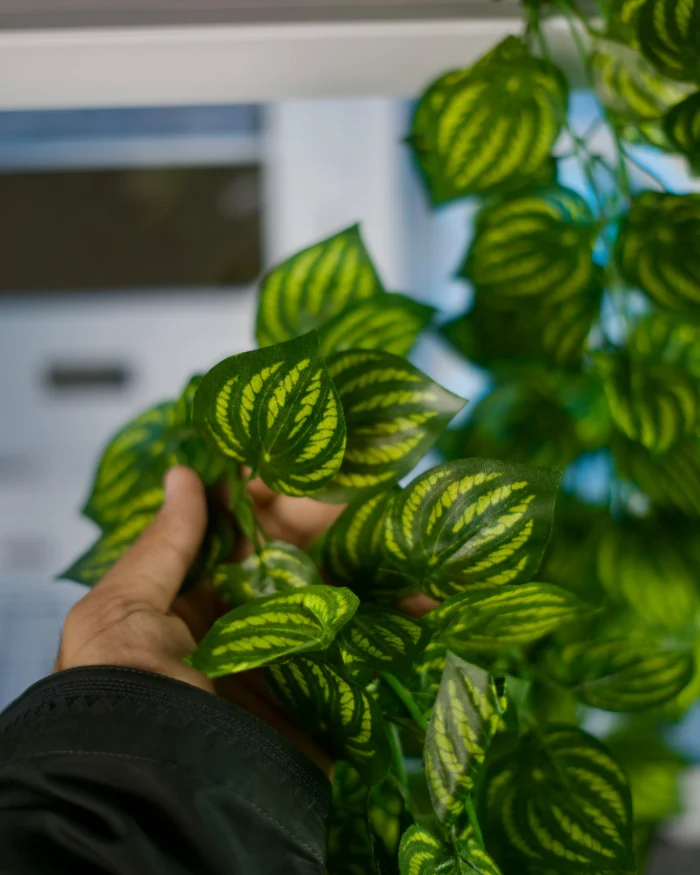 Leaf Branch - Image 7